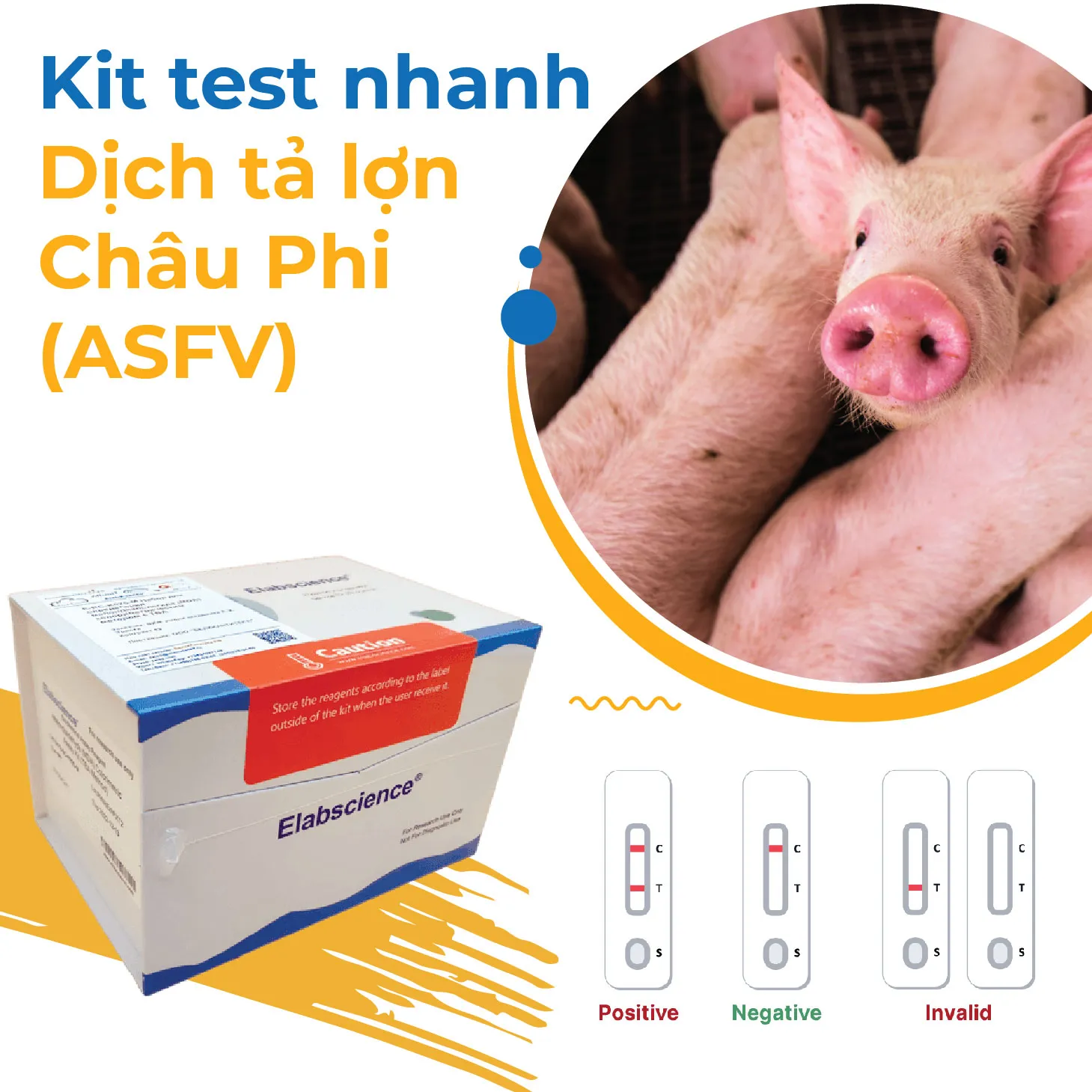 ASF Antigen Test nhanh