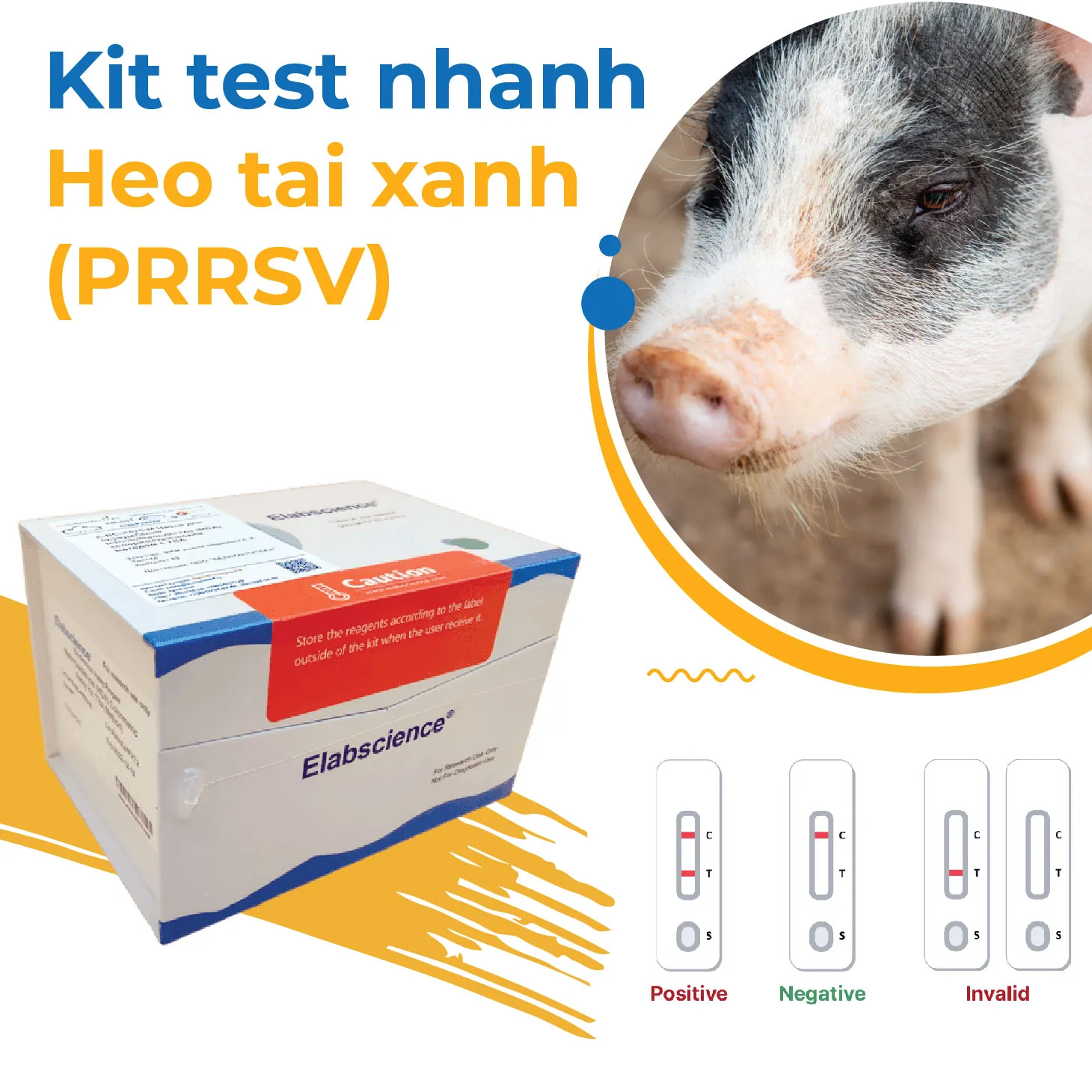 PRRSV Antibodies Test nhanh