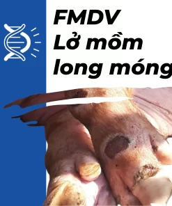 TopSPEC® FMDV RT-qPCR KIT (SQV-105)