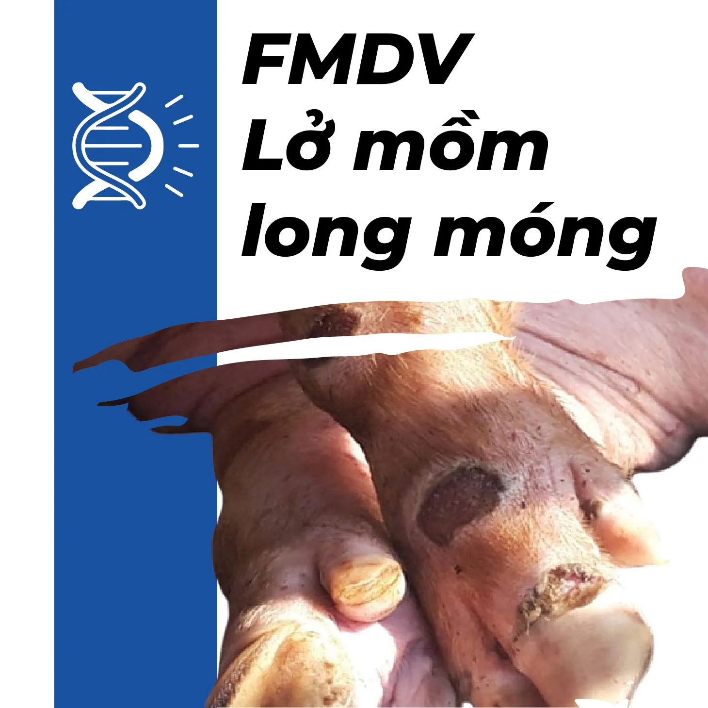 KIT REALTIME PCR FMDV