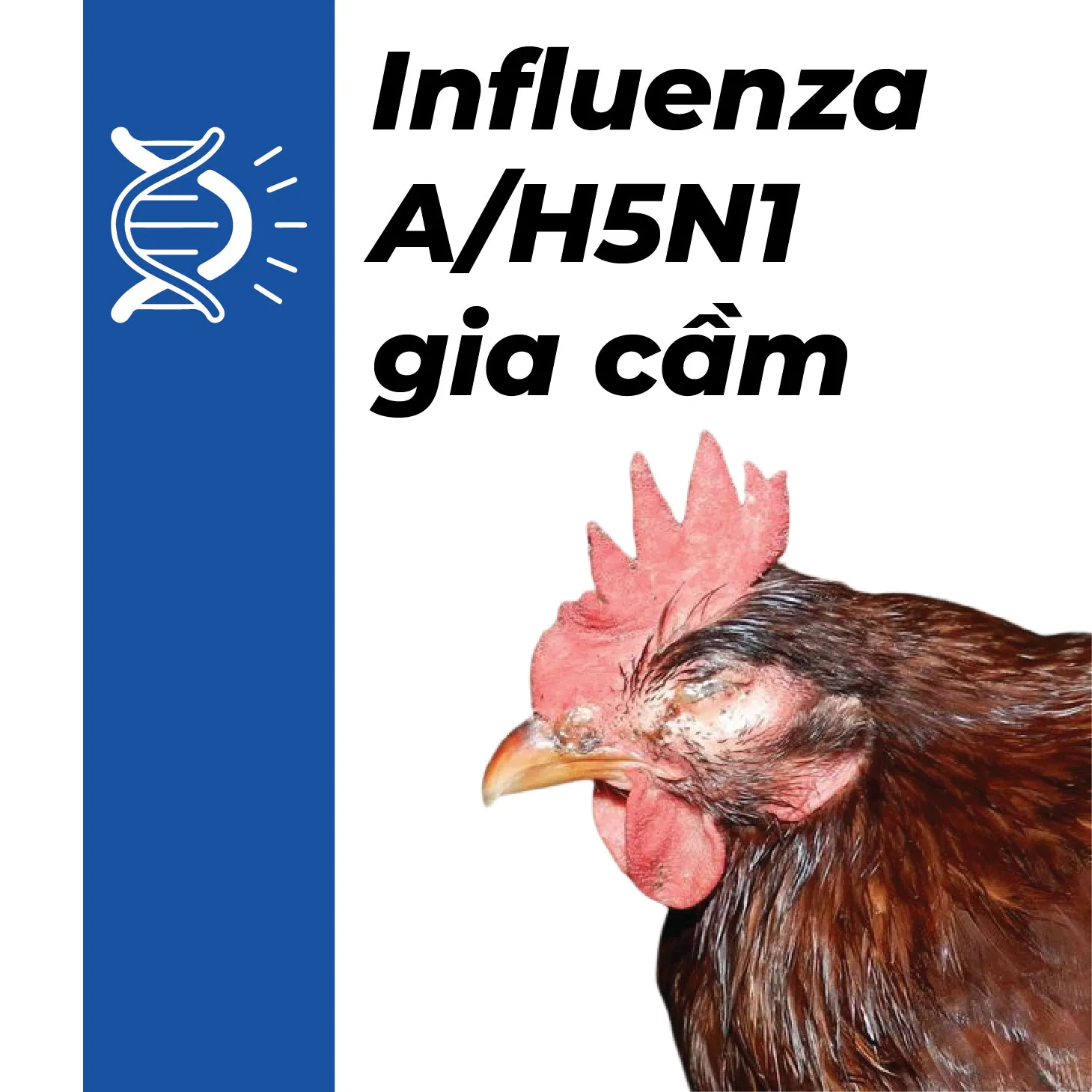 KIT REALTIME PCR PRRSV Influenza A/H5N1