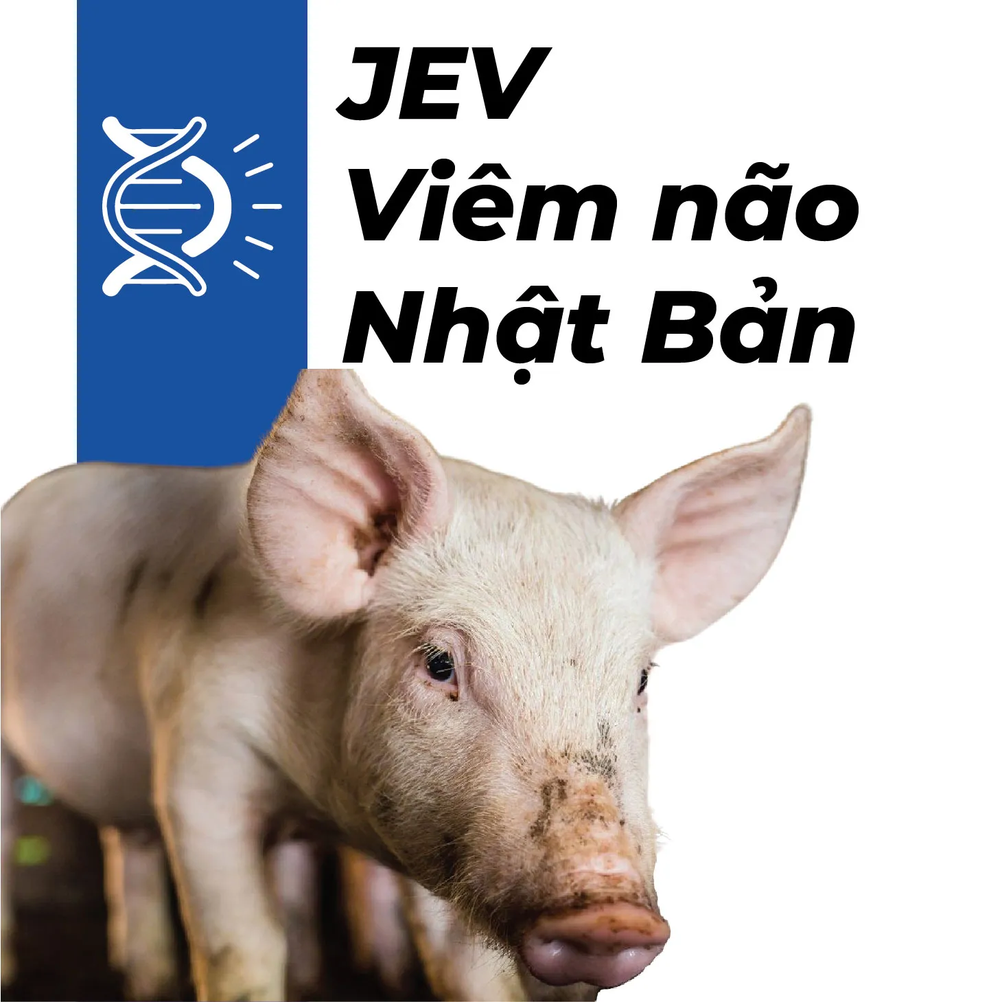 KIT REALTIME PCR JEV