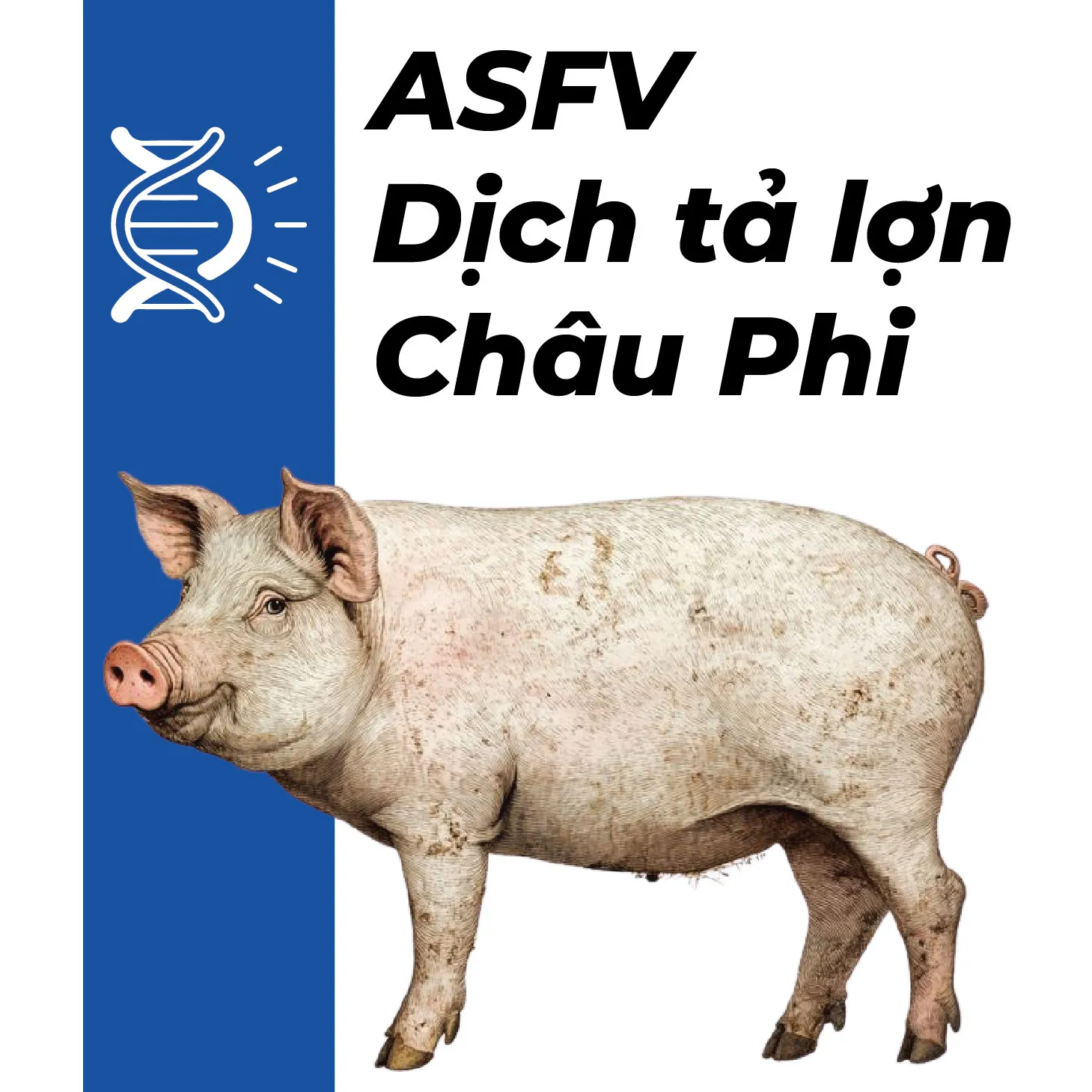 KIT REALTIME PCR ASFV