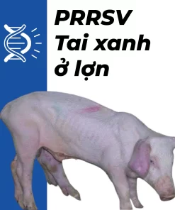 TopSPEC® PRRSV RT-qPCR KIT (SQV-106)
