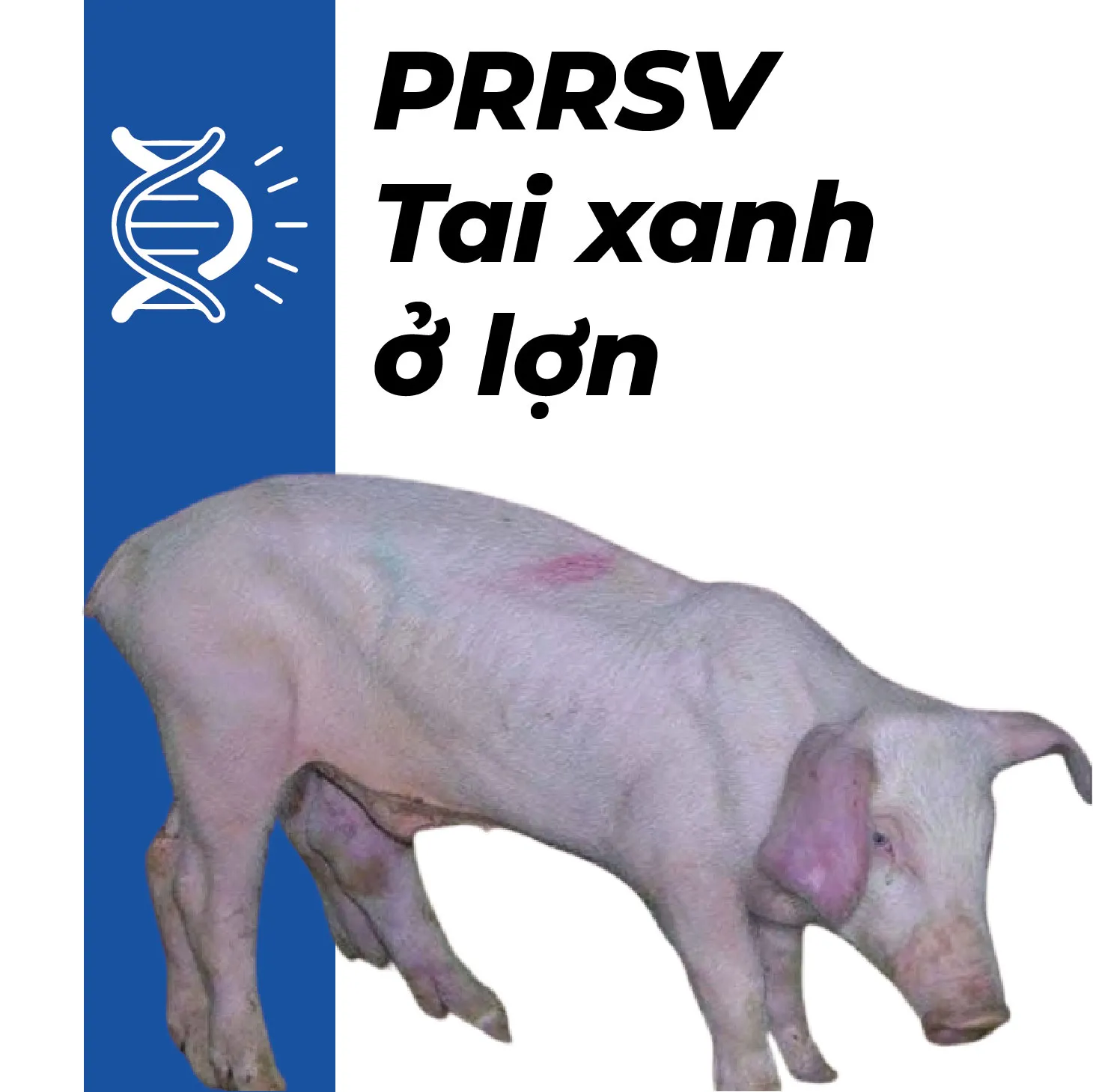 KIT REALTIME PCR PRRSV