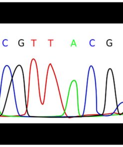 GENEWIZ SANGER SEQUENCING - GIẢI TRÌNH TỰ SANGER (AZENTA)