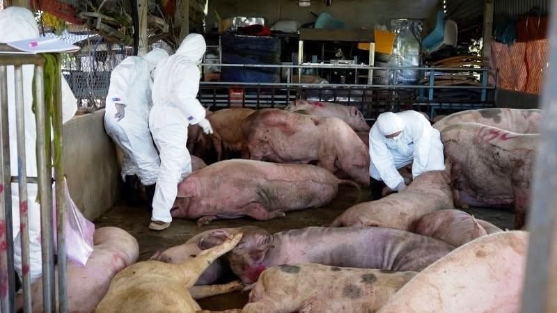 Lợn nhiễm ASFV