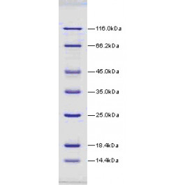 14.4-116kDa Wide Range Protein Molecular Weight Marker, Unstained (BSM0431)