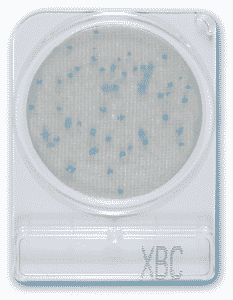 Đĩa kiểm tra nhanh Bacillus Cereus