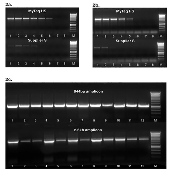 Abt Mytaq Hs Dna Polymerase